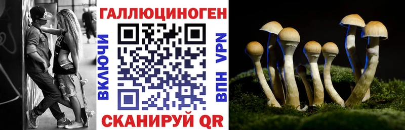 Псилоцибиновые грибы Psilocybe  дарнет шоп  Перевоз 